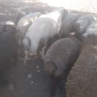 قوچ