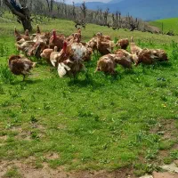 فروش ۳۶ عدد بوقلمون تخم گذار