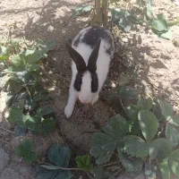 خرگوش