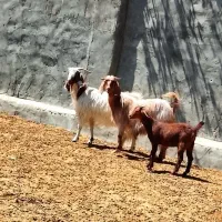بز گوسفند سگ اسب گاو بره