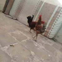 خروس معاوضه یا فروش    فوری