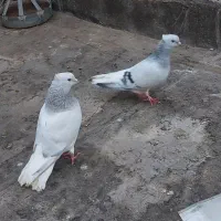 کبوتر