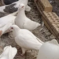 سفید گوگ پشت زرد پالخت