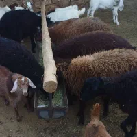 فروش بره و گوسفند