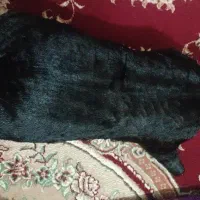 خیگ
