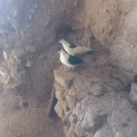 کبوتر