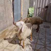 بره نر