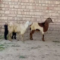 بزغاله