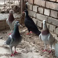 کبوترمسافتی اس  دوستان فقط تماس پاسخگوهستم
