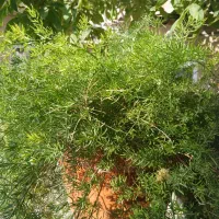 تعدادی گلهای تزیینی