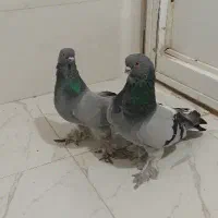 چهار عدد کبوتر عراقی اصیل نوک جمع