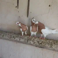 کبوتر