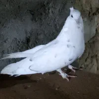 صدادار