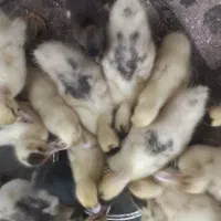 جوجه اردک نیمچه ۴۵ روزه پکنی و پروازی