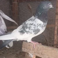 کفتر پاکستانی