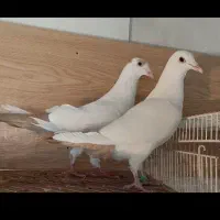 جفت دم زرد کرمونی عروسک.