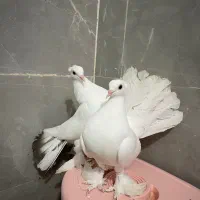 کبوتر‌دم چتری اصل وخالص