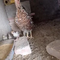 مرغ گلین با۴جوجه