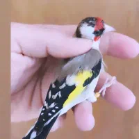 سهره نر مادگیر‌.ماده سهره متولد قفس پلاک پا آماده/