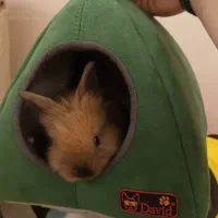 خرگوش مینی لوپ|موش و خرگوش|تهران, شهرآرا|دیوار