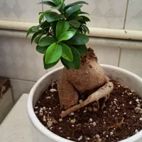 درختچه مینیاتوری بونسای و زاموفیلیا ابلق