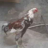 خروس لاری چیل