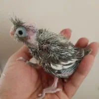 جوجه عروس هلندی سرلاکی