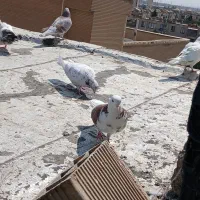 کفتر|پرنده|اسلامشهر, شهرک قائمیه|دیوار