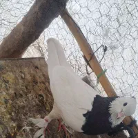 کبوتر طوقی