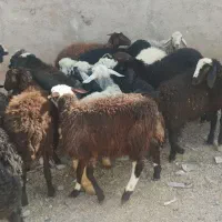 بره نر و ماده شیرمست