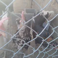 مرغ و خروس