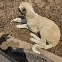 سرگرمی
