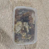 عسل تضمینی