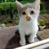 بچه گربه 2ماهه