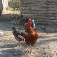 خروس گردن لختی و تخم مرغ