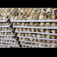 تخم نطفه دار بلدرچین