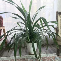 گیاه پاندانوس