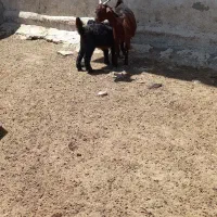 فروش ۵راس بز