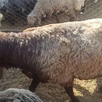 قوچ همو