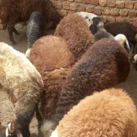 گوسفند