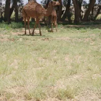 شتر|حیوانات مزرعه|گوهرکوه, |دیوار