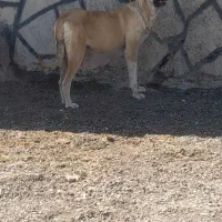 واگذاری‌ سگ‌ گله‌ ماده