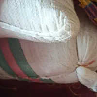 بذر شالی ندا و فجر