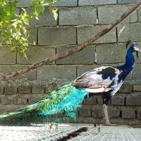 طاووس|پرنده|کلاله, |دیوار