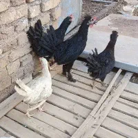 نیمچه مرغ ۳.۵ماه