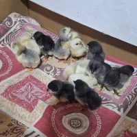 جوجه گلین.اصیل