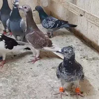 کبوتر جدید رسید