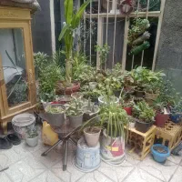 گل خانه