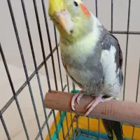 عروس هلندی نر