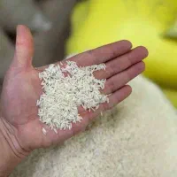 برنج طارم درجه ۱ فریدونکنار